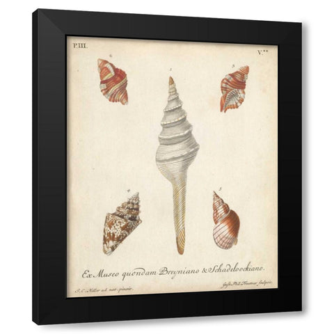 Antique Knorr Shells IX Black Modern Wood Framed Art Print with Double Matting by Knorr