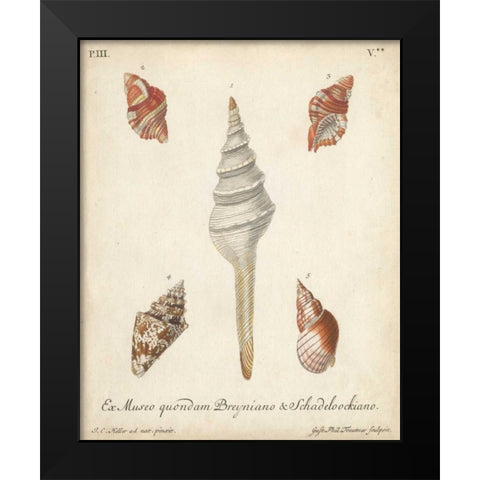 Antique Knorr Shells IX Black Modern Wood Framed Art Print by Knorr