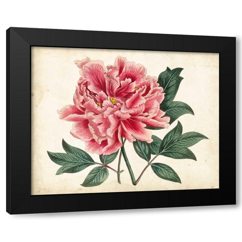 Peony Garden I Black Modern Wood Framed Art Print by Curtis