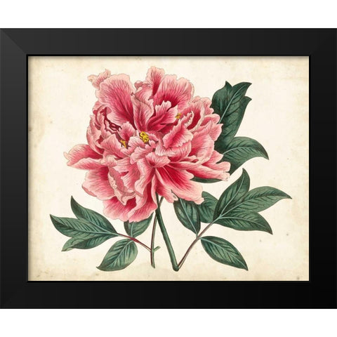 Peony Garden I Black Modern Wood Framed Art Print by Curtis