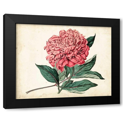 Peony Garden II Black Modern Wood Framed Art Print by Curtis