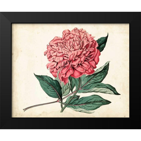 Peony Garden II Black Modern Wood Framed Art Print by Curtis