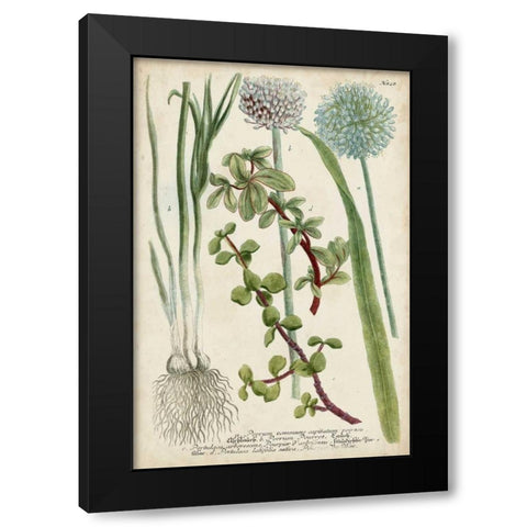 Allium Black Modern Wood Framed Art Print with Double Matting by Weinmann