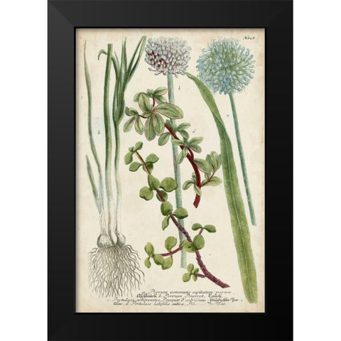 Allium Black Modern Wood Framed Art Print by Weinmann