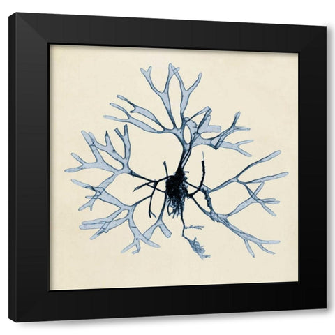Coastal Seaweed II Black Modern Wood Framed Art Print by Vision Studio
