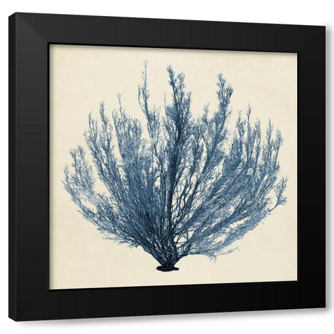 Coastal Seaweed III Black Modern Wood Framed Art Print with Double Matting by Vision Studio