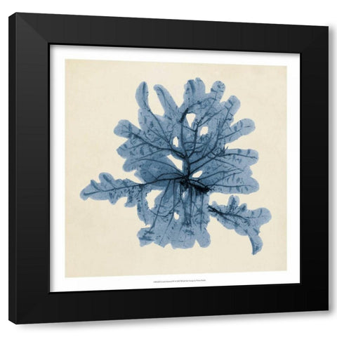 Coastal Seaweed IV Black Modern Wood Framed Art Print with Double Matting by Vision Studio