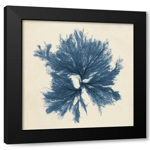 Coastal Seaweed V Black Modern Wood Framed Art Print with Double Matting by Vision Studio