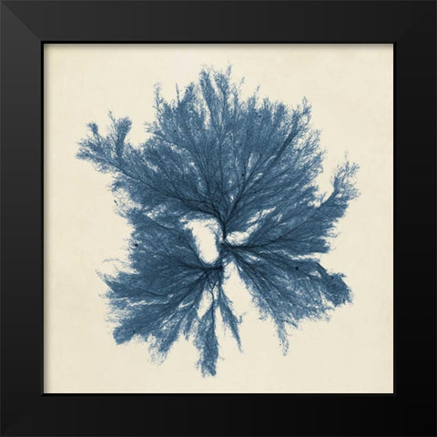 Coastal Seaweed V Black Modern Wood Framed Art Print by Vision Studio