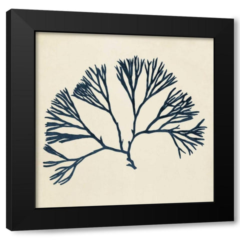 Coastal Seaweed VI Black Modern Wood Framed Art Print with Double Matting by Vision Studio