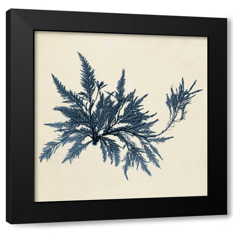 Coastal Seaweed VII Black Modern Wood Framed Art Print by Vision Studio