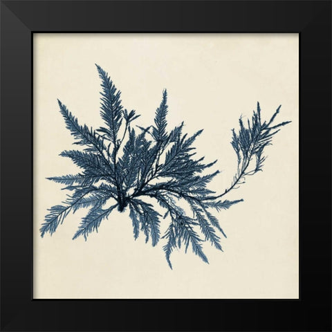 Coastal Seaweed VII Black Modern Wood Framed Art Print by Vision Studio