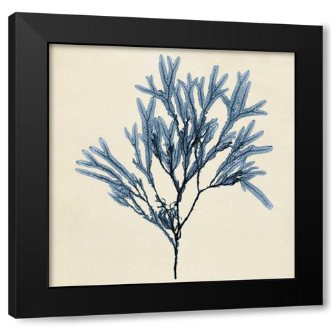 Coastal Seaweed VIII Black Modern Wood Framed Art Print with Double Matting by Vision Studio