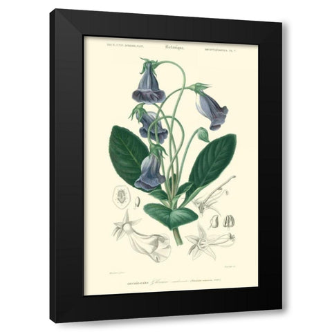 Embellished Floral Botanique I Black Modern Wood Framed Art Print by DOrbigny, N.Charles