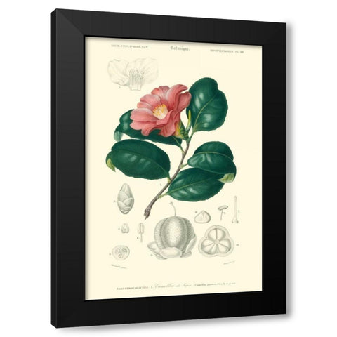 Embellished Floral Botanique II Black Modern Wood Framed Art Print with Double Matting by DOrbigny, N.Charles