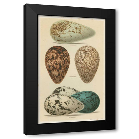 Antique Bird Egg Study I Black Modern Wood Framed Art Print by Seehohm, Henry