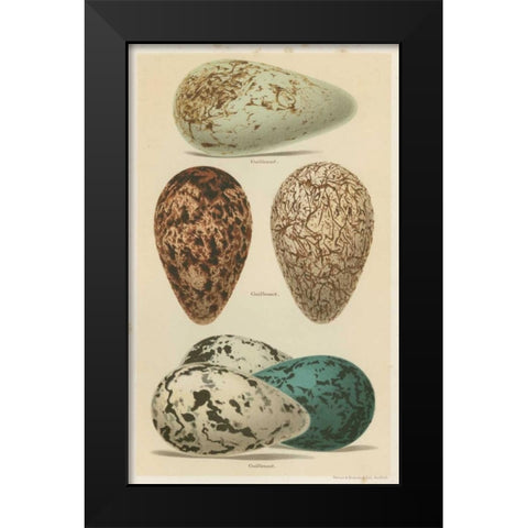 Antique Bird Egg Study I Black Modern Wood Framed Art Print by Seehohm, Henry