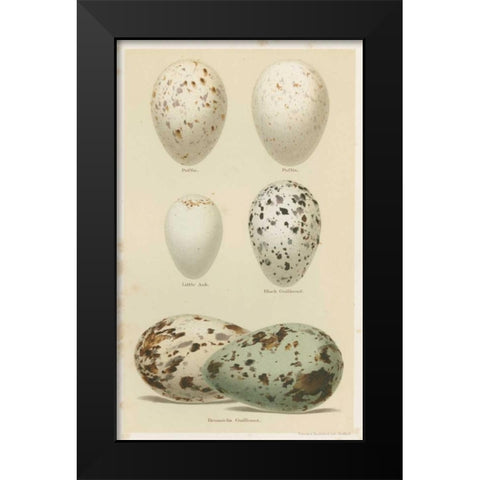 Antique Bird Egg Study II Black Modern Wood Framed Art Print by Seehohm, Henry