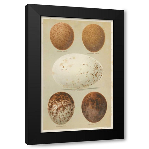 Antique Bird Egg Study III Black Modern Wood Framed Art Print by Seehohm, Henry