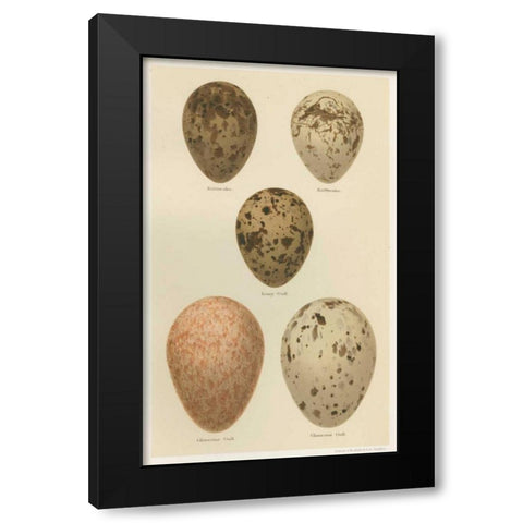 Antique Bird Egg Study IV Black Modern Wood Framed Art Print by Seehohm, Henry