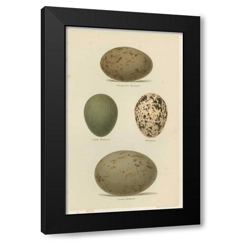 Antique Bird Egg Study V Black Modern Wood Framed Art Print by Seehohm, Henry