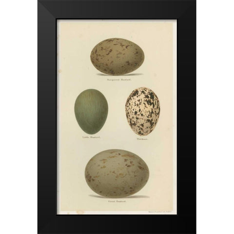 Antique Bird Egg Study V Black Modern Wood Framed Art Print by Seehohm, Henry