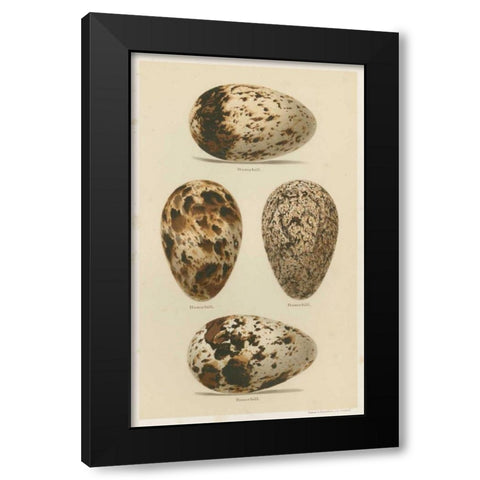 Antique Bird Egg Study VI Black Modern Wood Framed Art Print with Double Matting by Seehohm, Henry