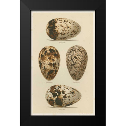 Antique Bird Egg Study VI Black Modern Wood Framed Art Print by Seehohm, Henry