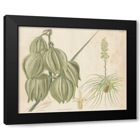Tropical Curtis Botanical I Black Modern Wood Framed Art Print by Curtis