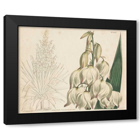 Tropical Curtis Botanical II Black Modern Wood Framed Art Print by Curtis