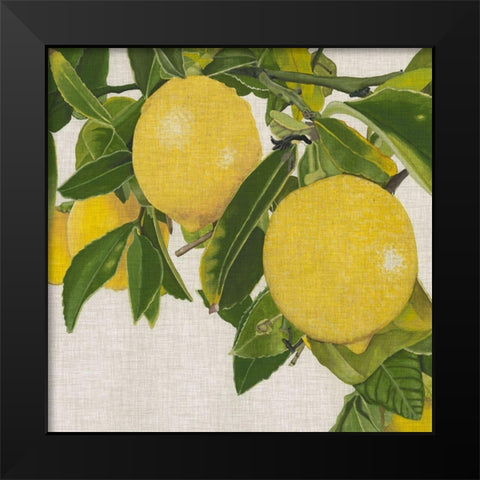 Bright Citrus IV (ASH) Black Modern Wood Framed Art Print by McCavitt, Naomi