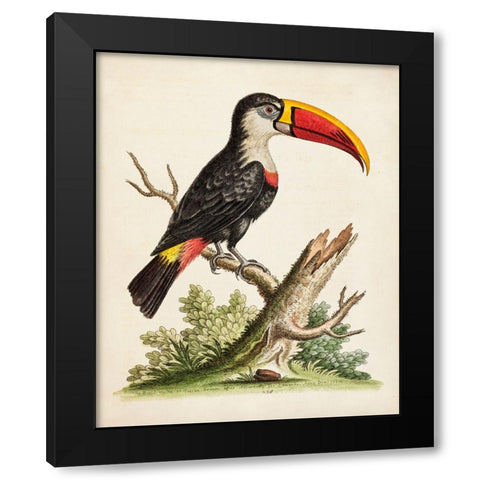 Edwards Toucan Black Modern Wood Framed Art Print with Double Matting by George Edwards