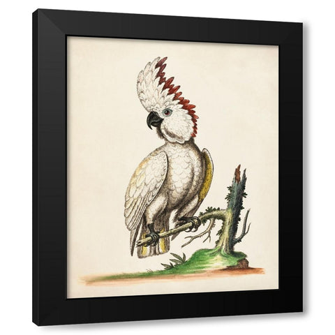 Edwards Cockatoo Black Modern Wood Framed Art Print with Double Matting by George Edwards