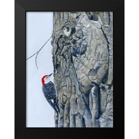 Red Bellied Woodpecker I Black Modern Wood Framed Art Print by Szatkowski, Fred