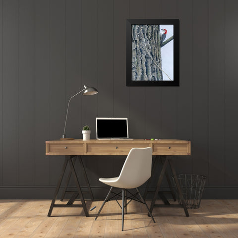 Red Bellied Woodpecker II Black Modern Wood Framed Art Print by Szatkowski, Fred