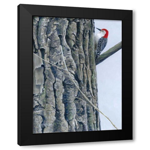 Red Bellied Woodpecker II Black Modern Wood Framed Art Print with Double Matting by Szatkowski, Fred