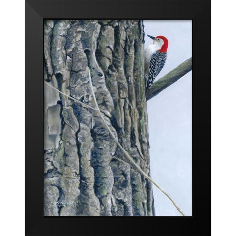 Red Bellied Woodpecker II Black Modern Wood Framed Art Print by Szatkowski, Fred
