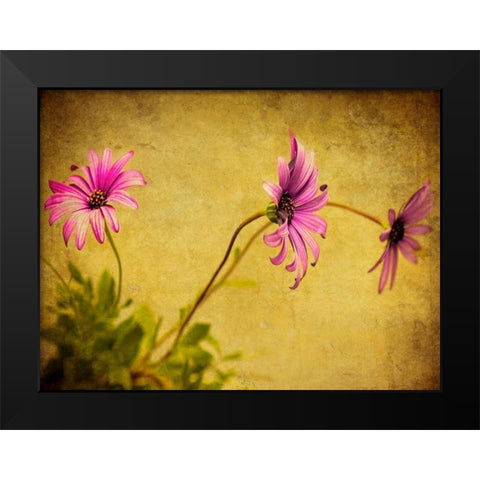 Fuchsia Daisy I Black Modern Wood Framed Art Print by Malek, Honey