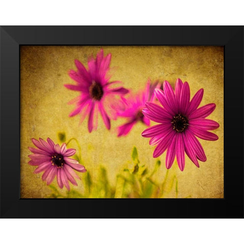 Fuchsia Daisy II Black Modern Wood Framed Art Print by Malek, Honey