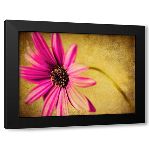 Fuchsia Daisy III Black Modern Wood Framed Art Print by Malek, Honey