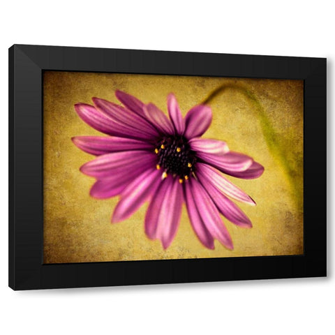 Fuchsia Daisy IV Black Modern Wood Framed Art Print with Double Matting by Malek, Honey