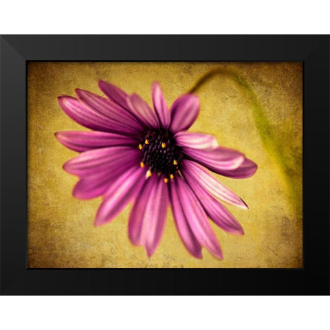 Fuchsia Daisy IV Black Modern Wood Framed Art Print by Malek, Honey