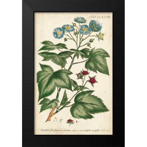 Chambray Botanical I Black Modern Wood Framed Art Print by Miller, Dianne
