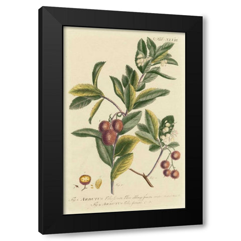 Miller Foliage and Fruit I Black Modern Wood Framed Art Print by Miller, Dianne
