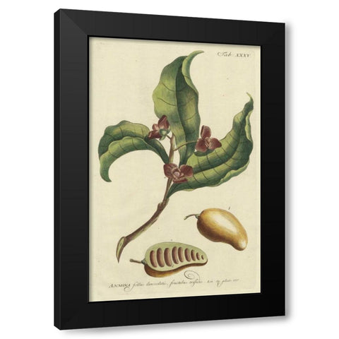Miller Foliage and Fruit II Black Modern Wood Framed Art Print with Double Matting by Miller, Dianne