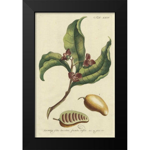 Miller Foliage and Fruit II Black Modern Wood Framed Art Print by Miller, Dianne