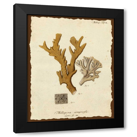 Natura Coral I Black Modern Wood Framed Art Print with Double Matting by Esper, Johann