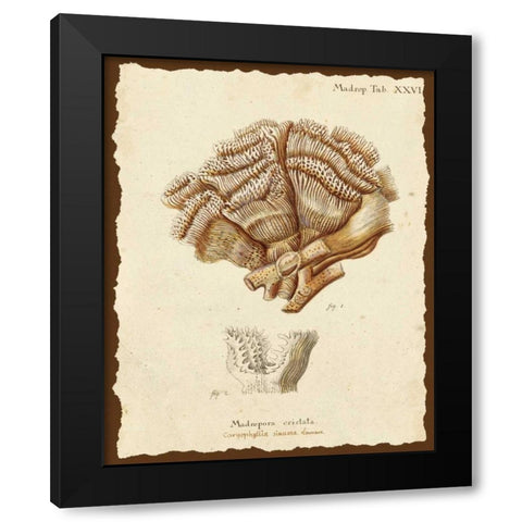 Natura Coral II Black Modern Wood Framed Art Print by Esper, Johann