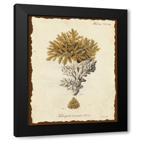 Natura Coral III Black Modern Wood Framed Art Print by Esper, Johann