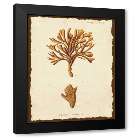 Natura Coral IV Black Modern Wood Framed Art Print with Double Matting by Esper, Johann